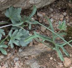 Image result for Kedrostis capensis