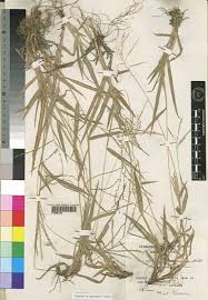 Image result for Digitaria pearsonii