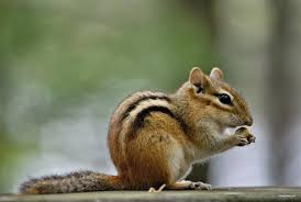 Find interesting things about these beautiful animals. Nature Photography Tumblr Animals Beautiful Animal Photography Cute Animals