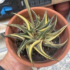 Image result for Haworthia limifolia