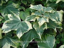 Here are all of the perennials we offer for hardiness zone 7: Evergreen Vines