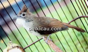 I 4 punti che evidenziano i. Menggacorkan Kembali Burung Cucak Jenggot Yang Melempem Om Kicau