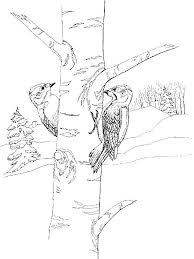 Use our special 'click to print' button to send only the image to your printer. Online Coloring Pages Coloring Page Woodpeckers Woodpecker Coloring Pages For Kids