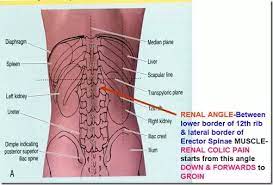 Rib 12 crosses the middle of the left kidney; Where Are The Kidneys Situated In The Body Quora
