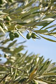 With no fruit, there's no pollen. Stay With Me Forever Olive Tree Greece Olive