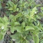 Image result for Asystasia mysorensis