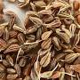 Profile Picture of Anise - Wikipedia (@wikipedia.org) on Google
