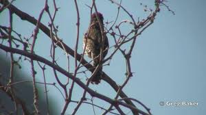 Its plumage is brown, with black and white spots as markings. Cactus Wren Ebird