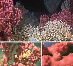 Dead coral fan is a block added by vanilla minecraft. Biological Structures As A Source Of Habitat Heterogeneity And Biodiversity On The Deep Ocean Margins Buhl Mortensen 2010 Marine Ecology Wiley Online Library