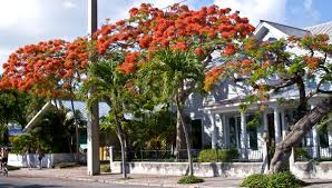 We did not find results for: A Key West Inspired Garden Washington Ave