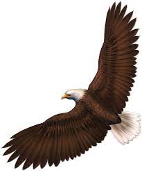 Download Png Image Eagle Png Image With Transparency Free Download Clip Art Vintage Bald Eagle Bird