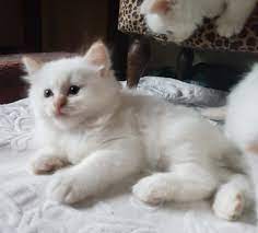 Siamese Kittens For Sale Price In India Mr N Mrs Pet Siamese Cats Kitten For Sale Siamese Kittens