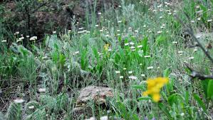 Maybe you would like to learn more about one of these? 5 Northern Colorado Wildflower Hikes