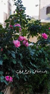 يا ورد بستاني يا فرح يا فرح عمري iphone background wallpaper iphone background flowers