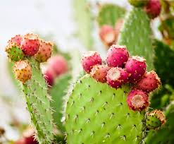 One of my cacti is a paddle cactus. How To Plant And Grow Prickly Pear Cactus Install It Direct