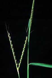 Image result for Ischaemum afrum