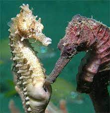 Hippocampus Erectus Discover Fishes