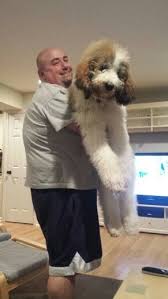 If you know anything about either the saint bernard or the poodle, you will probably have already realized that the saint berdoodle is not a small dog. Chicky 5 Months St Berdoodle Puppies Poodle Puppy St Berdoodle