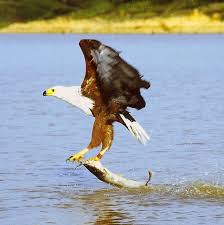 Birds Of Prey Animals List The African Fish Eagle Kleptoparasite Extraordinaire National Animal Animals List Of Birds