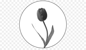 Maybe you would like to learn more about one of these? Gambar Bunga Tulip Kartun Hitam Putih Adzka