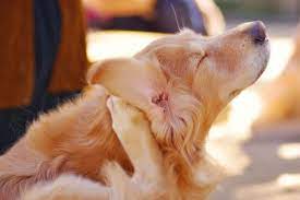 Dog Rashes Causes Treatment Home Remedies Daily Paws