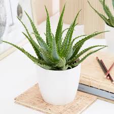 Meaning the leaves have thick, juicy leaves which helps the plants survive in hot dry climates. Buy Deer Horn Cactus Aloe Arborescens