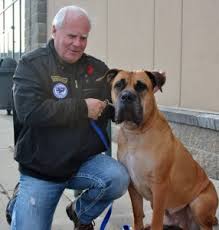 It is well balanced with good muscle development and buoyant in movement. South African Mastiff Boerboel Konfident Kanines Inc