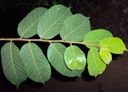 Image result for Antiaris