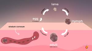Image result for Sarcoptes scabiei life cycle