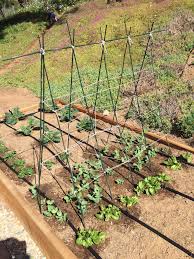 How to use bamboo stakes for garden. Garden Update 3 19 16 Organic Raised Garden Beds Bamboo Stakes Pea Trellis