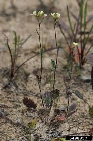 Image result for Erucastrum arabicum