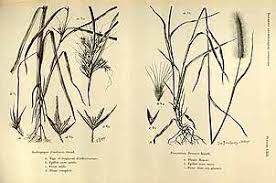Image result for Hyparrhenia familiaris