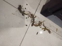 Sebaiknya jangan membunuh cicak karena cicak sebenarnya memiliki manfaat mengurangi jumlah nyamuk yang ada di rumah. Tips Mudah Dan Sempoi Bunuh Cicak Di Rumah Myinformasi