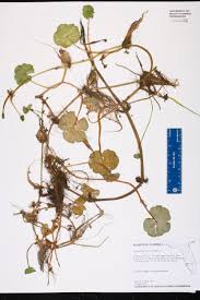 Image result for Hydrocotyle ranunculoides