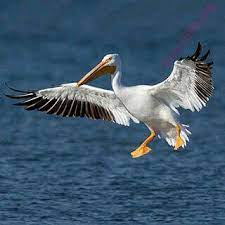 Maybe you would like to learn more about one of these? English To Malayalam Dictionary Meaning Of Pelican In Malayalam Is à´ž à´±à´ª à´ªà´• à´· à´¨ à´°à´ª à´ªà´• à´· à´'à´° à´¤à´° à´• à´• à´•