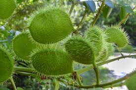 Image result for Guilandina bonduc