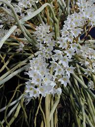 Image result for Microcoelia exilis