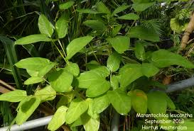 Image result for Marantochloa