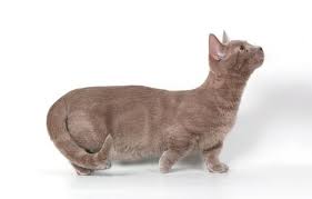 The munchkin cat or sausage cat is a relatively new breed of cat characterized by its very short legs, which are caused by genetic mutation. The Munchkin The Corgi Of The Cat World Munchkin Cat Cat Breeds Rare Cat Breeds
