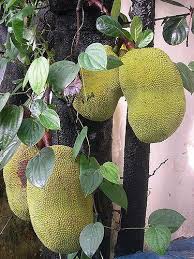 Pin On Exotic Fruit