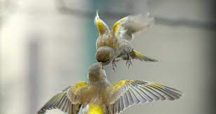 By nels dzyre in wallpapers. Attractive Birds Wallpapers Hd Free Download For Desktop