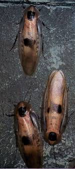 D où vient les blattes. Chine Plus D Un Million De Cafards S Evadent