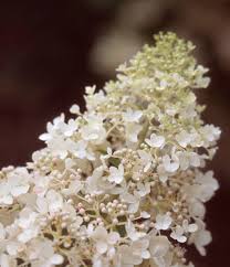Maybe you would like to learn more about one of these? Little Lamb Hydrangea Wilson Nurseries