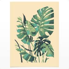 Vysledek Obrazku Pro Monstera