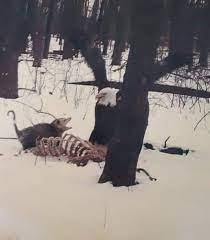 Here S A Possum Yelling At A Bald Eagle Natureismetal Weird Animals Bald Eagle Animals