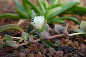 Image result for Delosperma tradescantioides