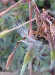Image result for Pelargonium alchemilloides