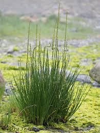 Image result for Juncaginaceae