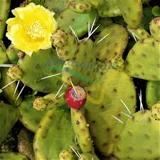 Opuntia, or prickly pear cactus, can be found growing naturally throughout the u.s. Eastern Prickly Pear