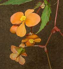 Image result for Begonia sutherlandii